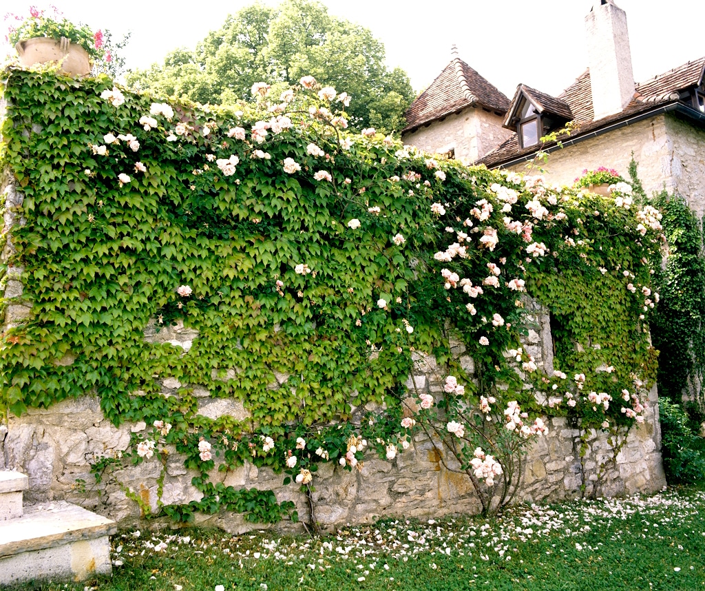 La vigne vierge pour orner son mur