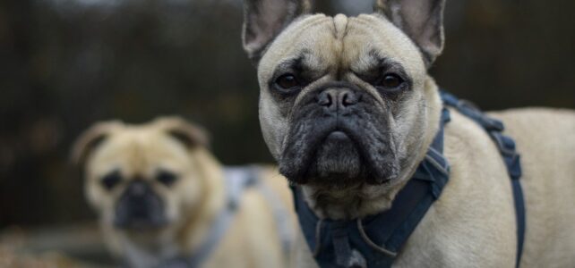 Quelle mutuelle choisir pour votre bouledogue français ?